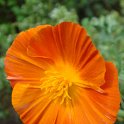 Eschscholtzia californica fleur